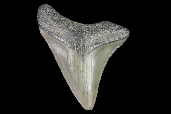 Juvenile Megalodon Tooth - Georgia #99160